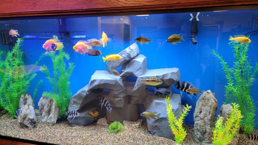 Fish Aquarium Tank